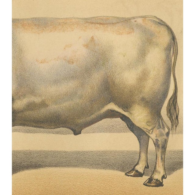 Olivier De Penne, Durham Shorthorn Ox, British Cattle, 1863, Chromolithograph For Sale - Image 6 of 9
