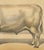Olivier De Penne, Durham Shorthorn Ox, British Cattle, 1863, Chromolithograph For Sale - Image 6 of 9