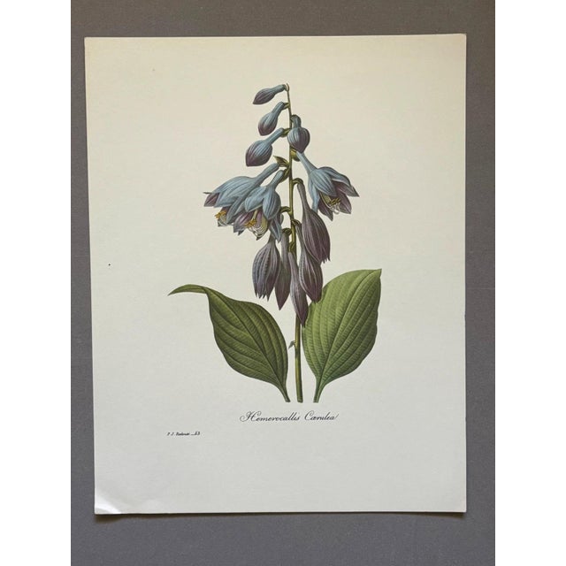 Up for sale is this gorgeous vintage print by PJ Redoute, one of several we are currently listing. With a sheet size of...