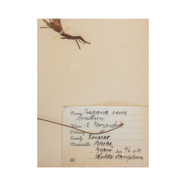 Paper Vintage Swedish Herbarium - Strawberry, Circa 1933 For Sale - Image 7 of 7