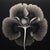 Contemporary Dipsacus Laciniatus Flower No. 2 — Black and White Vintage Botanical Photography Print For Sale - Image 3 of 3
