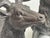 Late 20th Century Majestic Antlered Resin Reindeer Sculptures, Pair For Sale - Image 5 of 12