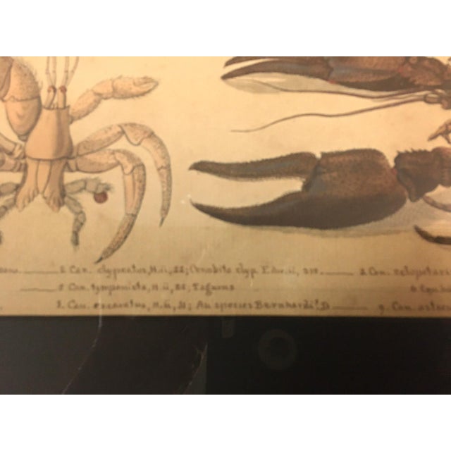 Group of Four Crustaceans Studies 1793 by f.d. Heidenreich For Sale - Image 14 of 18