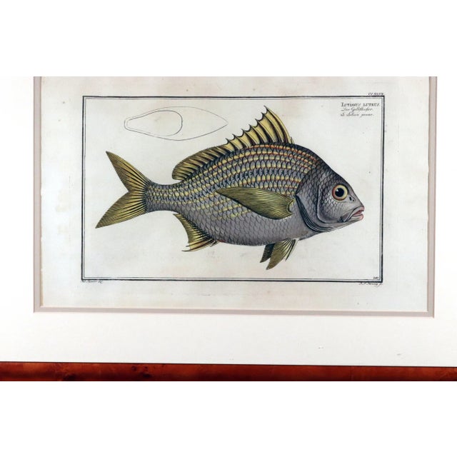 Marcus Bloch Engraving of a Yellow Fin Fish For Sale - Image 4 of 5