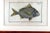 Marcus Bloch Engraving of a Yellow Fin Fish For Sale - Image 4 of 5