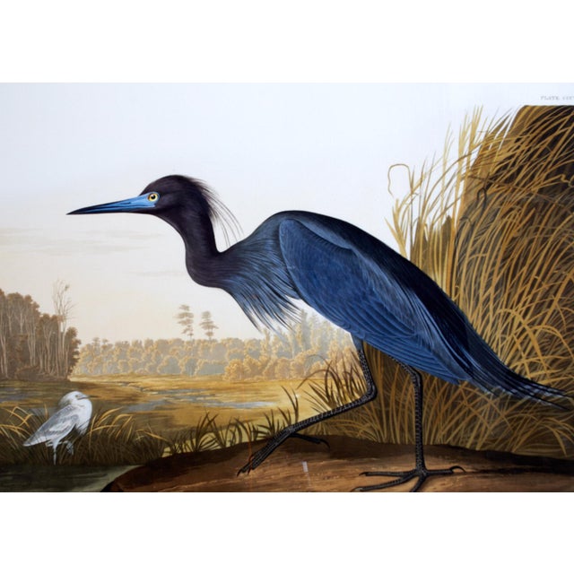 Audubon Blue Crane Heron Plate 307 Havell Oppenheimer Edition Chairish