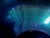 Glass Antique Steuben Blue Aurene Iridescent Peacock Teal Glass 9.25" Squat Centerpiece Bowl For Sale - Image 7 of 12