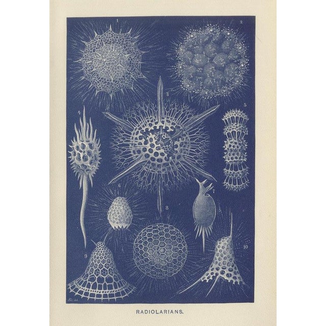 Richard Lydekker, Radiolarians, 1896, Color Process Print For Sale - Image 9 of 9