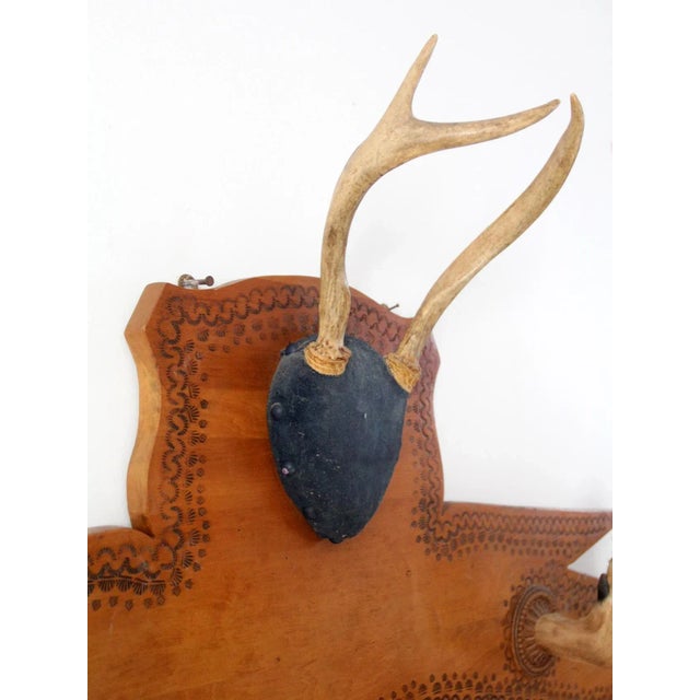 Wood 1950s Deer Antler and Hoof Mount For Sale - Image 7 of 11