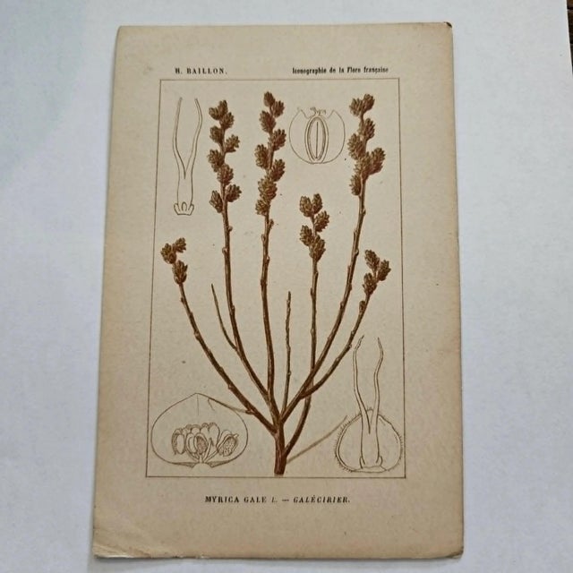 Original 19th-century French botanical lithograph by renowned botanist **Henri Ernest Baillon**, published in Paris...