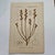 Original 19th-century French botanical lithograph by renowned botanist **Henri Ernest Baillon**, published in Paris...