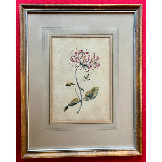 Green Antique 18th Century English George III Botanical Watercolor Painting Study of a Flower For Sale - Image 8 of 12