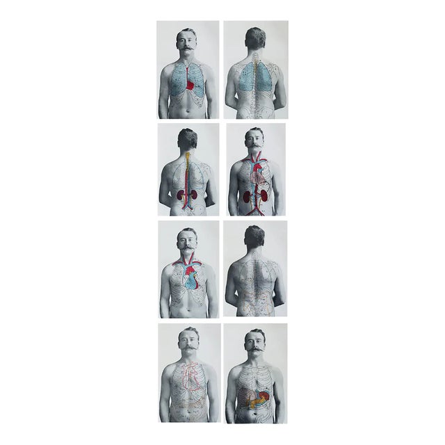 Vintage Medical Prints, 1900, Set of 8, Paper For Sale