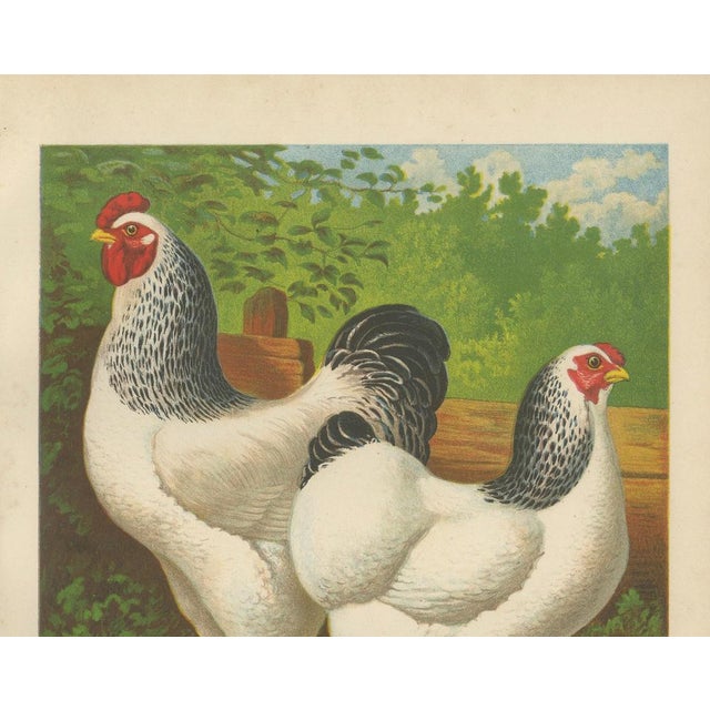 The regal light brahma a rare 19th century poultry lithograph this beautiful 19th century chromolithograph features a pair...