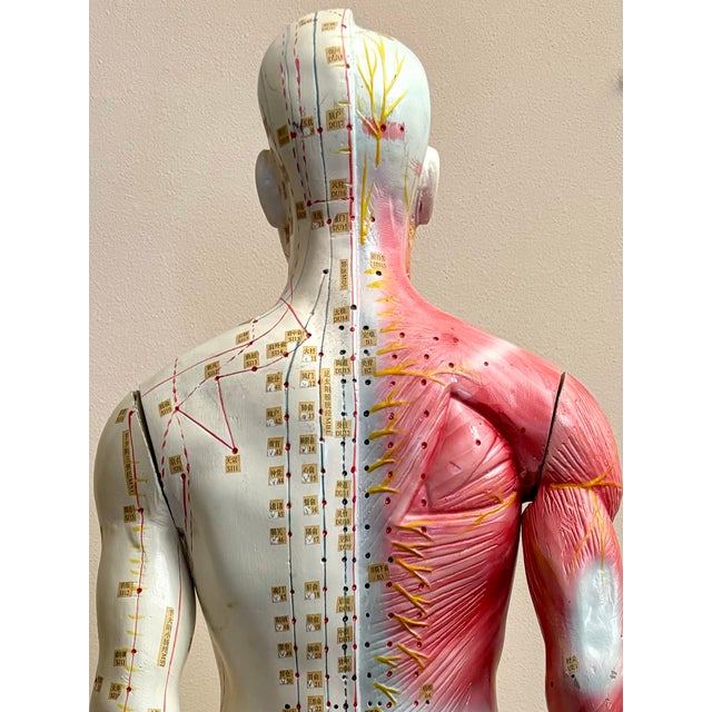 Red Anatomy of Man Acupuncture Detachable Arms, 1965 For Sale - Image 8 of 18