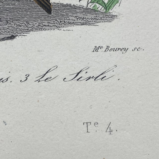 Tan French Antique 18th Century "Le Lulu" Bird Engraving Hand Colored Signed Artwork For Sale - Image 8 of 9