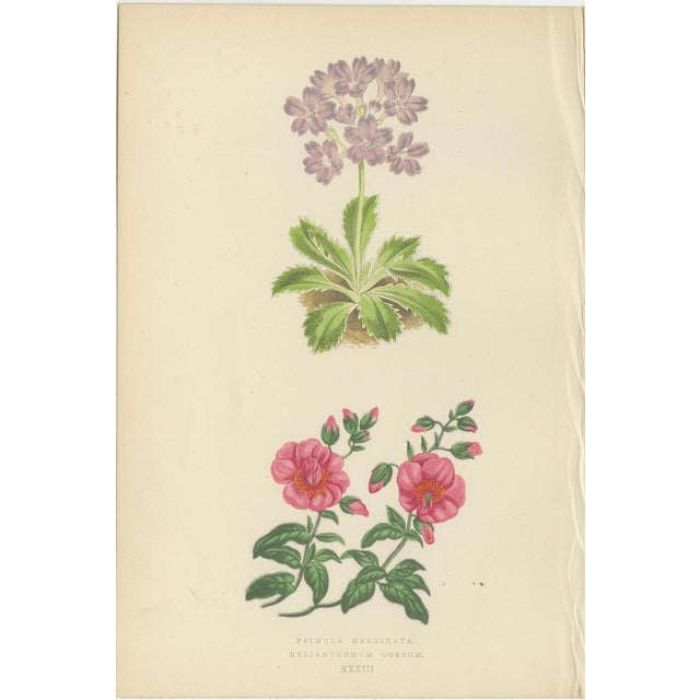 Wintergreen and Primrose, 1874, Paper, Set of 2 For Sale - Image 3 of 10