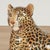 Ceramic Vintage Italian Glazed Terra Cotta Leopard Sculpture For Sale - Image 7 of 12