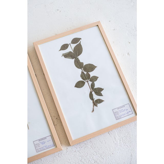 1990s Vintage French Pressed Botanicals, Set of 12 For Sale - Image 11 of 12