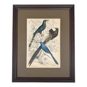 1835 Sapphire & Emerald Hummingbird Engraving | Framed With Archival Olive Mat