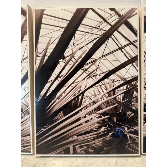 A wonderful sepia toned photograph triptych of palms by renowned photographer Guido Orsini (Italian, b. 1952). Titled...