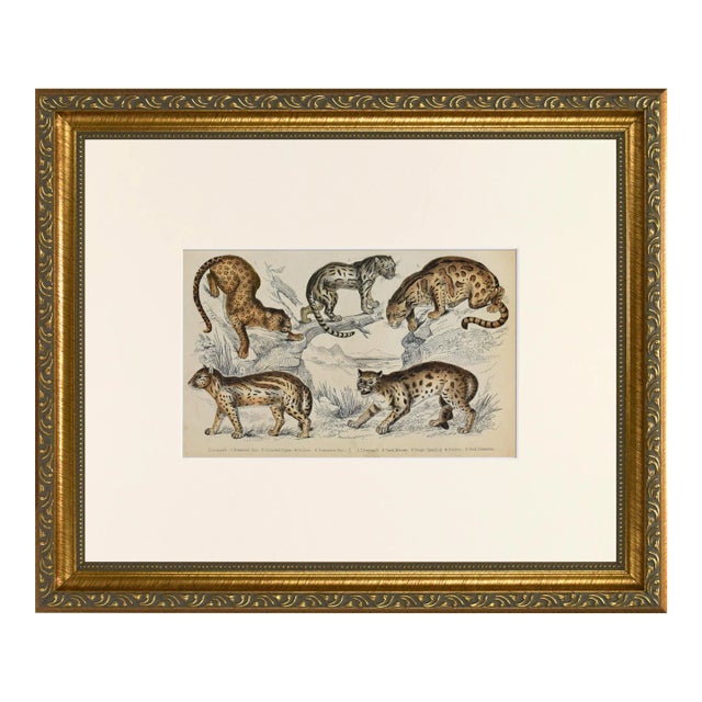 19th Century Antique English Leopard & Big Cat Engraving For Sale