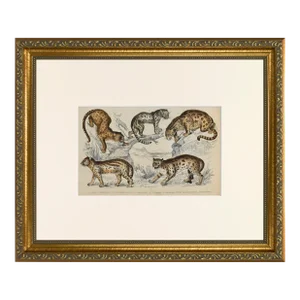19th Century Antique English Leopard & Big Cat Engraving