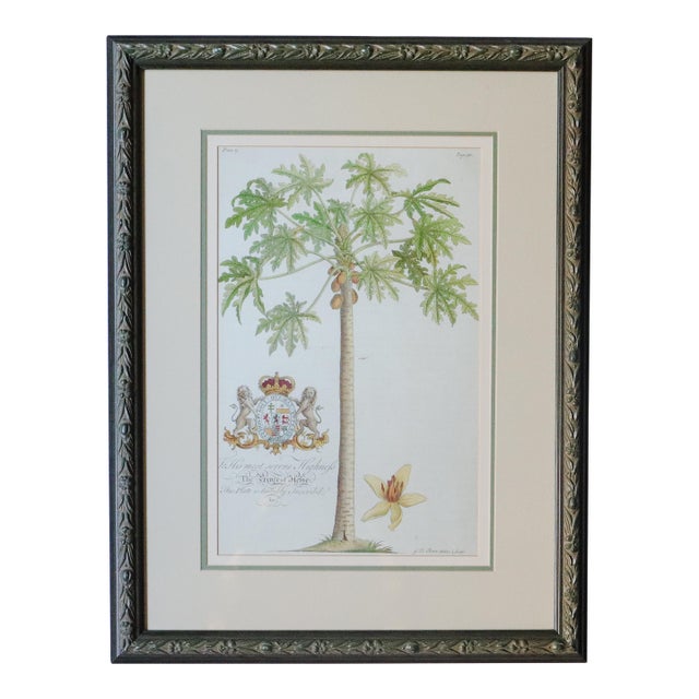 Vintage Framed Georg Dionysius Ehret Papaya Botanical Reproduction Print, After 1750 For Sale