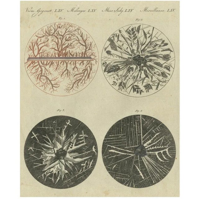 Microscopic Views of Metallic Crystal Trees: Copper, Lead, Pewter and Zinc, 1805, Paper For Sale - Image 10 of 10