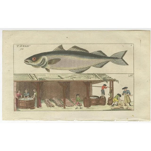 Early 19th Century Fish Prints, 1832, Paper, Set of 4 For Sale - Image 5 of 6