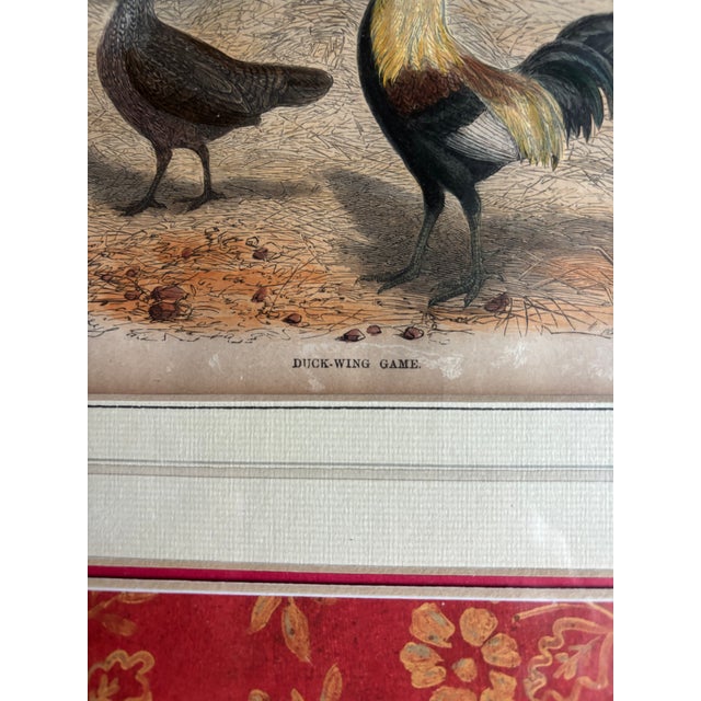 Late 19th Century Hand-Colored Print of Exotic Chickens For Sale - Image 5 of 7