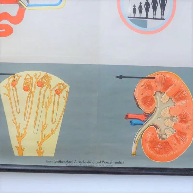 School Education Metabolism Poster from Hagemann Düsseldorf, 1950s For Sale - Image 4 of 6