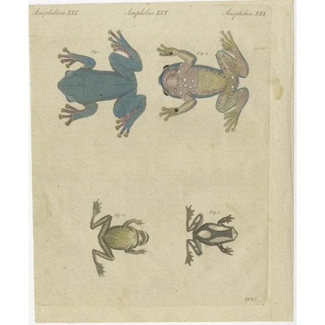 Bertuch, Four Tree Frogs Including a Blue Frog, 1815, Print For Sale - Image 3 of 12