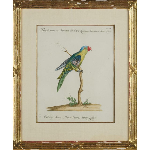 Xaviero Manetti, Ornithologia, 1800s, Engraving & Paper, Set of 6 For Sale - Image 6 of 9