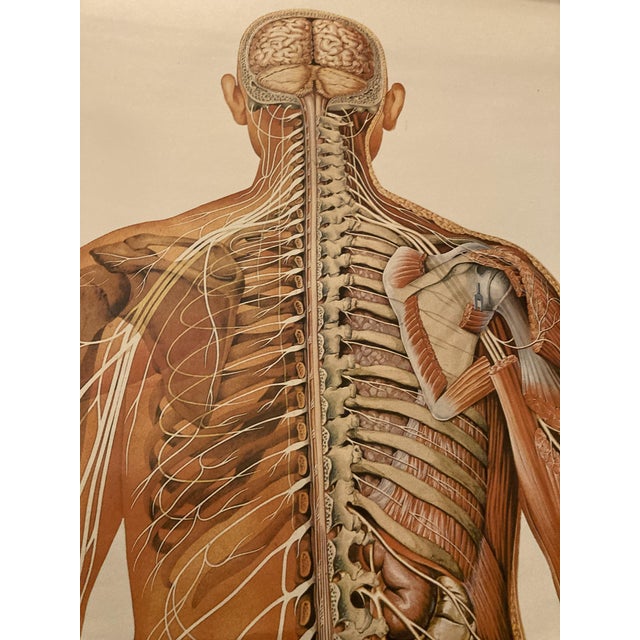 Anatomical Pull-Down Chart of the Human Body, Nervous System , Spine ...