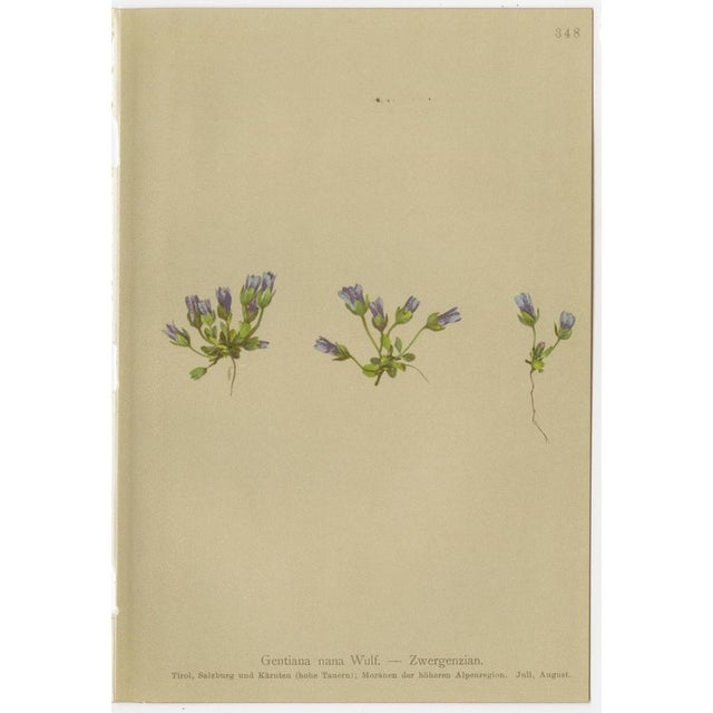 Late 19th Century Alpine Gentian Botanical Illustrations, 1897, Set of 8 For Sale - Image 5 of 11