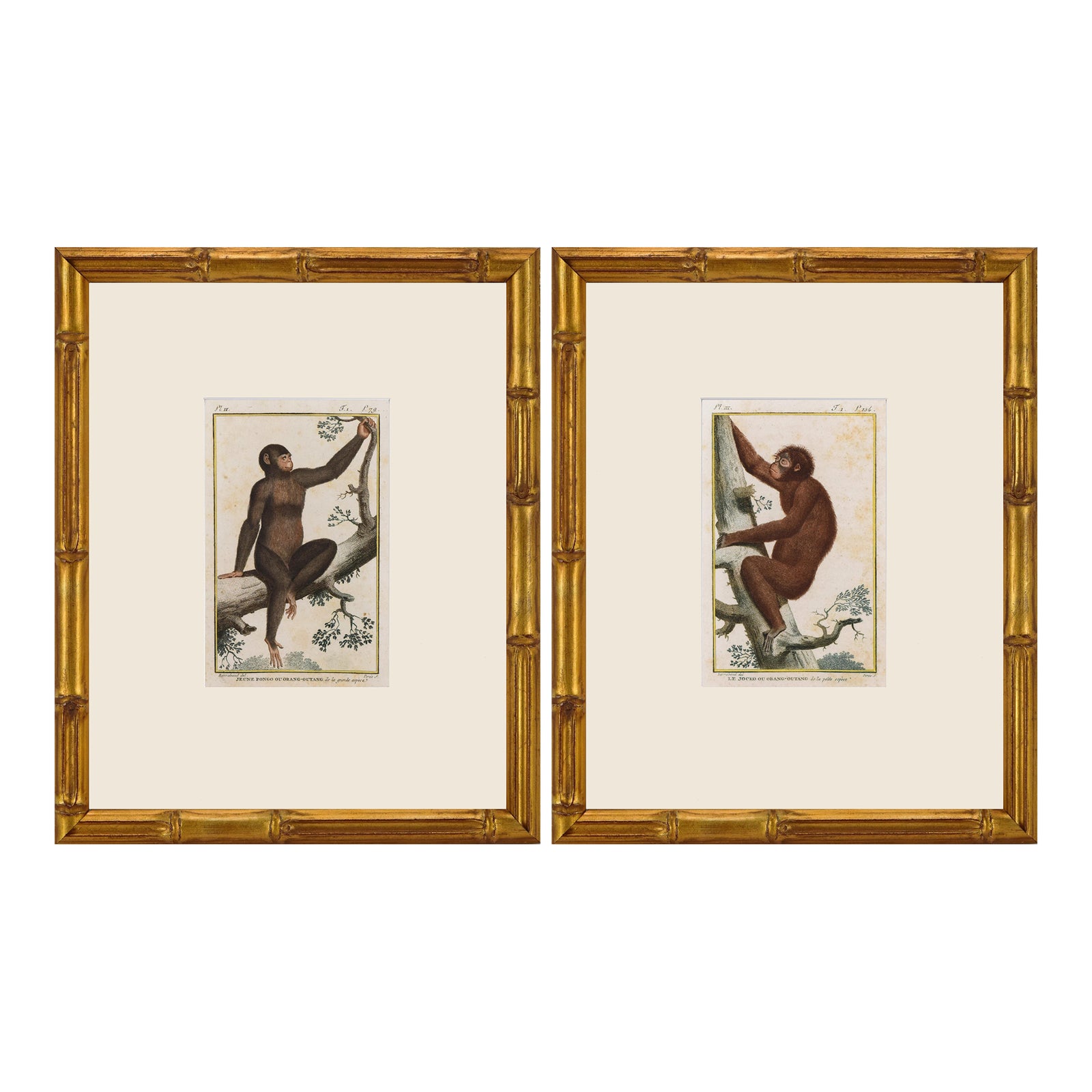 Pair of Original Early 19th Century French Monkey Engravings 1800 ...