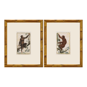 Pair of Original Early 19th Century French Monkey Engravings 1800