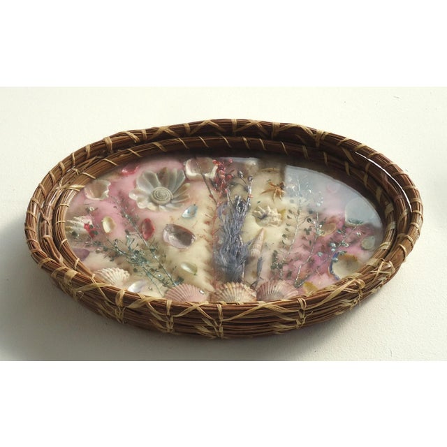 An antique souvenir pine needle basket with an arrangement of seashells and sea plants under glass, backed with cotton...