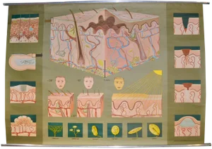 German School Print in Leather Edition, 1981