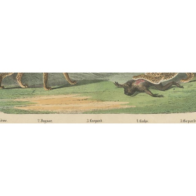 19th Century Antique Lion, Jaguar, Leopard and Cheetah Print by Kolb, 1890 For Sale - Image 5 of 12