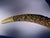 Ivory Vintage Mid-Century Chinoiserie Faux Ivory Carved Resin Dragon Tusk 23” Long Statement Piece For Sale - Image 8 of 12
