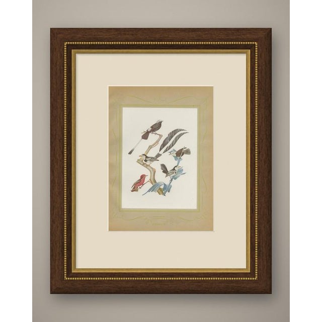 Racket-tailed motmots and kingfishers print after Descourtilz, dated 1944 and issued as Estampa 23 of the Ornitologia...