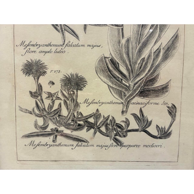 Illustration Vintage Mesembryanthemum Falc Atum Botanical Illustration Print in Black & Gold Frame For Sale - Image 3 of 5