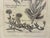 Illustration Vintage Mesembryanthemum Falc Atum Botanical Illustration Print in Black & Gold Frame For Sale - Image 3 of 5