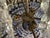 Stunning, incredible, beautiful! This vintage French Empire styled chandelier is a show stopper! It is in working order....
