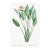 Bird of Paradise Illustration, Vintage Botanical Art Print Reproduction, 16" X 24" For Sale