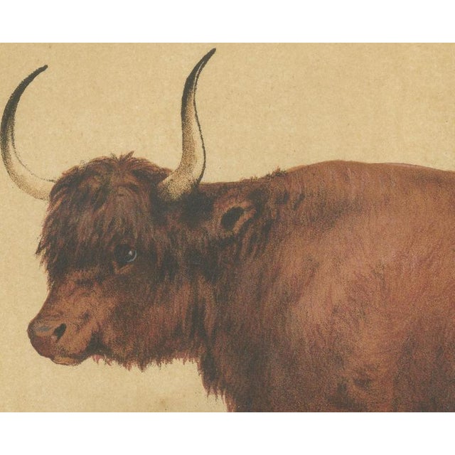 Olivier De Penne, West Highland Ox, Scottish Cattle, 1863, Chromolithograph For Sale - Image 4 of 9
