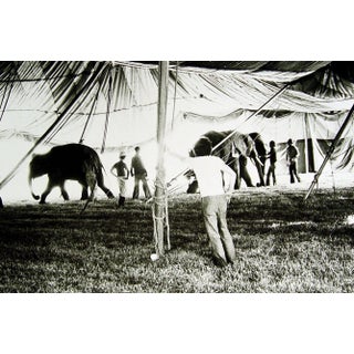 Vintage Big Top Circus Elephants Photograph For Sale