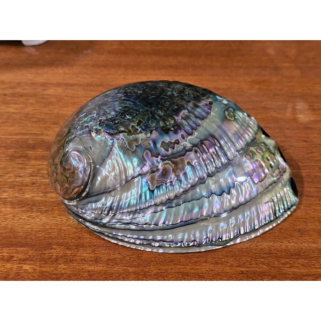 Large Vintage Natural Abalone Shell – Iridescent Mother-of-Pearl – 1980s For Sale - Image 4 of 5
